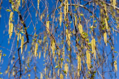 Bir huş ağacı ilkbaharda yeşil yapraklar ve yüzüklerle doludur. Mavi gökyüzünün arka planında bahar huş ağaçları tomurcuklanır