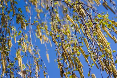 Bir huş ağacı ilkbaharda yeşil yapraklar ve yüzüklerle doludur. Mavi gökyüzünün arka planında bahar huş ağaçları tomurcuklanır