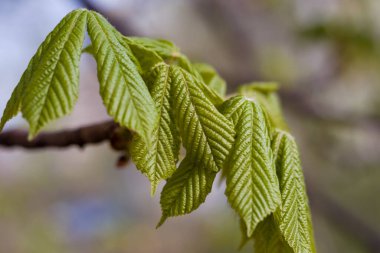 At kestanesi ilkbaharın başında ayrılır. Aesculus hipocastanum. Genç yeşil dallı, arka planda bahar yaprakları bulanık. Kapat.