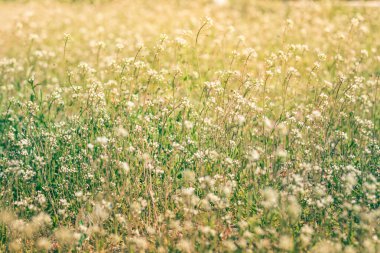 Yazın doğa, çayırda yabani çiçekler. Achillea Millefolium, Beyaz Yarrow. Yarrow 'u sıradan bir yakın plan indirir. Tıbbi kirişli arka plan. Çiçek arkaplanı.