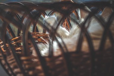 Uyuyan beyaz kedinin üzerinde sabah güneşi. Sepetteki sevimli beyaz kedi, kapat pencereyi..