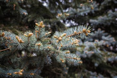 Noel ağacı çiftliğindeki kozalaklı ağaçta çam kozalağı ya da köknar konisi yakın çekim. Noel ağacı dallarının arkaplanı. Genç bir çam kozalağının bir daldaki dalının ayrıntıları. Fotoğraf tonlandırılmış