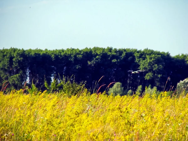 White Stork in summer. White Stork (Ciconia ciconia) in a field of flowers