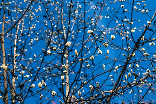 Magnolia Virágbimbó Kora Tavasszal Magnolia Kora Tavasszal Fiatal Virágbimbókkal Magnólia — Stock Fotó