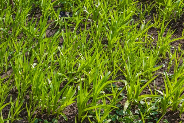 Young Green Sprouts Flowers Grow Ground Sunny Garden Spring Flowers — Stock Photo, Image