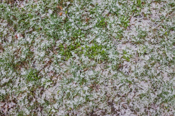 雪地下可见绿色的小草 最后一场雪春天 — 图库照片