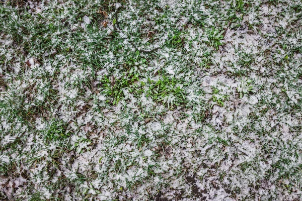 雪地下可见绿色的小草 最后一场雪春天 — 图库照片