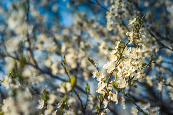 Branches Blossoming Tree Cherry Tree White Flowers Blurring Background — Stock Photo, Image