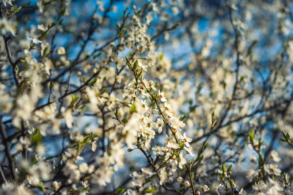 Branches Blossoming Tree Cherry Tree White Flowers Blurring Background — Stock Photo, Image