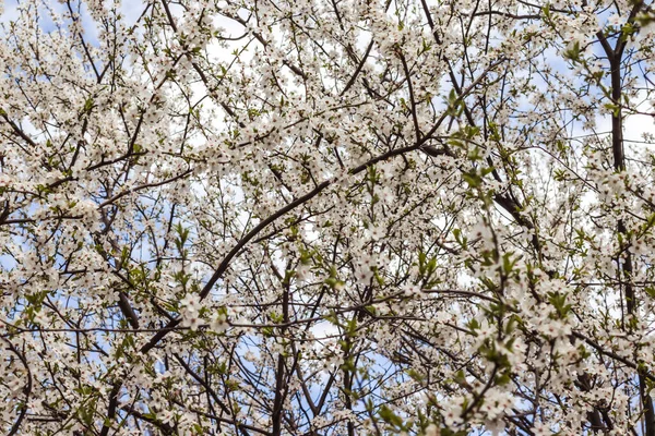 Branches Blossoming Tree Cherry Tree White Flowers Blurring Background — Stock Photo, Image