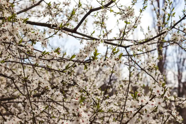 Branches Blossoming Tree Cherry Tree White Flowers Blurring Background — Stock Photo, Image