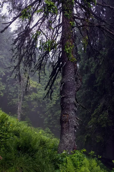 Spruce Picea Abies Forest Foggy Rainy Weather Coniferous Forest Carpathian — Stock Photo, Image