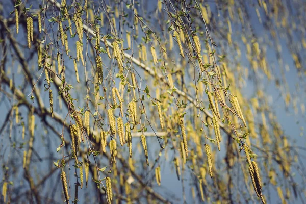 Una Betulla Primavera Con Foglie Verdi Anelli Gemme Betulla Primavera — Foto Stock