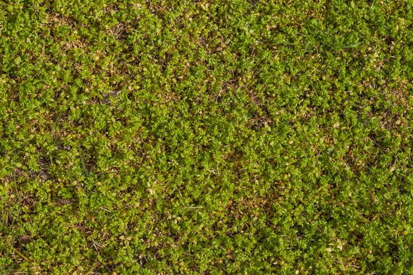 Field Green Short Grass Spring Abstract Background — Stock Photo, Image