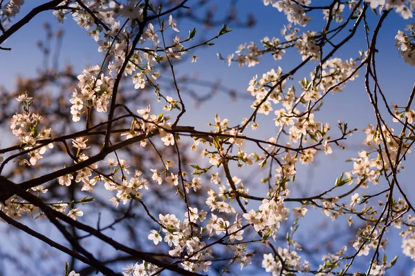 Branches Blossoming Tree Cherry Tree White Flowers Blurring Background Evening — Stock Photo, Image