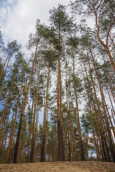 Bosque Pino Bajo Cielo Azul Nublado Vista Inferior — Foto de Stock