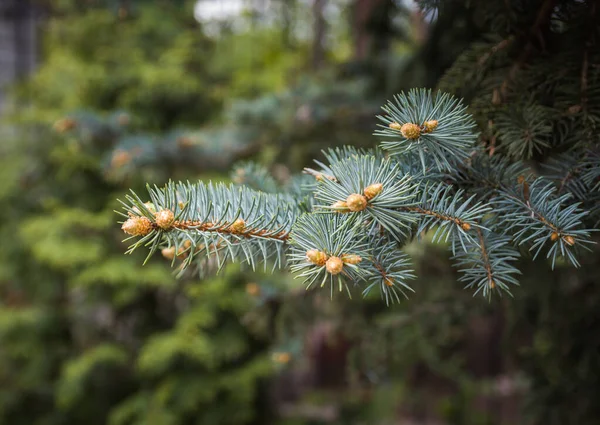 Gros Plan Cône Pin Sapin Dans Conifère Dans Une Ferme — Photo