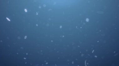 Parlak 3D kar taneleri mavi bir döngü üzerine düşüyor. Kış teması ya da arkaplan olarak animasyon noeli ya da yeni yıl kartı olarak kullan