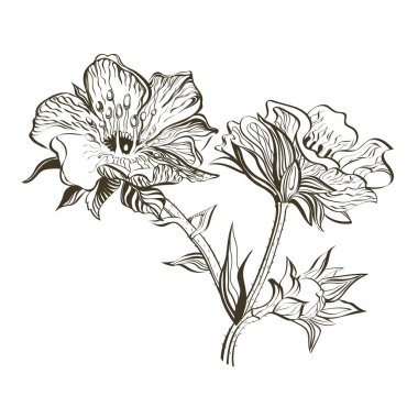 Mürekkep Çileği bitkisel illüstrasyon. Çilek Çiçekleri ve Yapraklar Seti. El çizimi botanik çizimi, çiçek açan çilek bitkisi. Şifalı bitkiler.