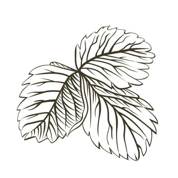 그림을 나뭇잎이 펼쳐져 손으로 식물학 스케치가 딸기를 키우고 있습니다 — 스톡 사진