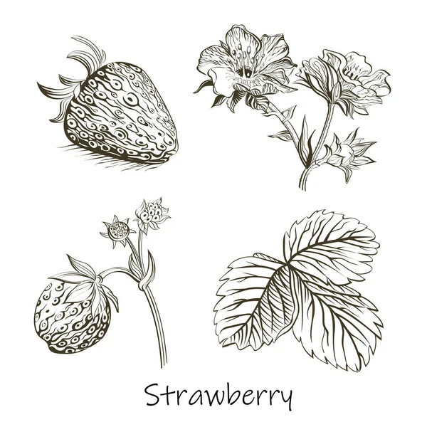 Tinta Strawberry Ilustração Vetor Ervas Conjunto Flores Folhas Morango Desenho — Vetor de Stock