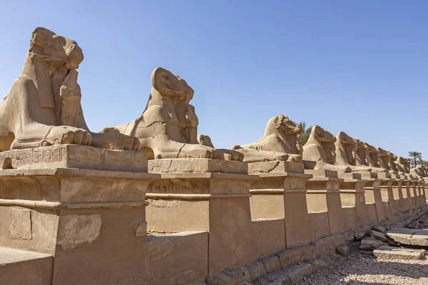 A corridor of ram-headed sphinxes leading to the entrance of Karnak Temple Complex