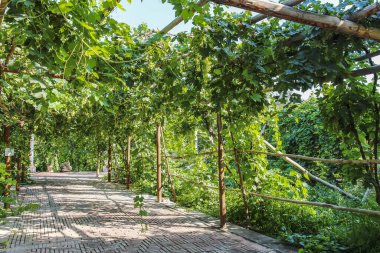 Üzümler Qingnian Lu, Turpan, Xinjiang yolu boyunca tüm sarmaşıkları kaplar.
