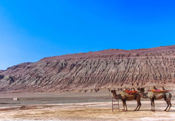 Los Camellos Bactrianos Fueron Principal Medio Transporte Para Histórica Ruta — Foto de Stock