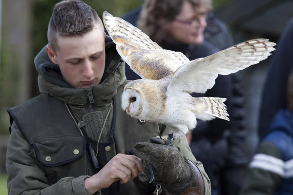 White owl on a bird show — Stock Photo, Image