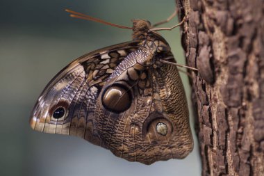 Doğa resmi büyük bir kelebek