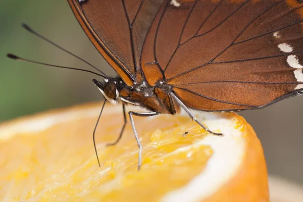 Butterfly är att äta frukt — Stockfoto
