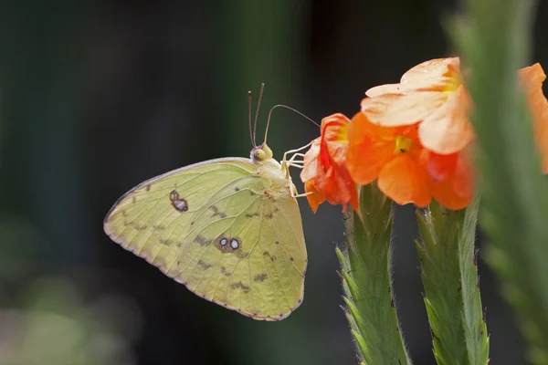 Tropikalny Żółty motyl — Zdjęcie stockowe