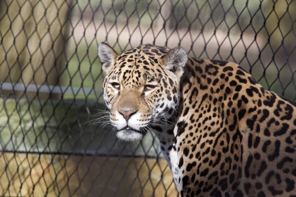 Ładny wygląd, jaguar drapieżnika — Zdjęcie stockowe