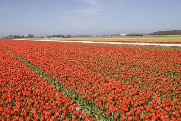 Dutch flowering tulips in spring — Stock Photo, Image