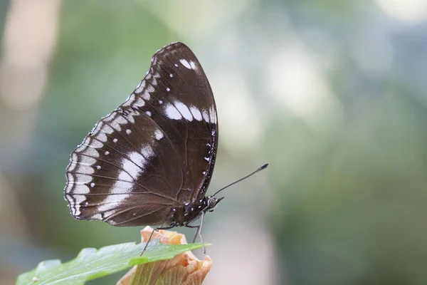 Foto de borboleta tropical marrom — Fotografia de Stock