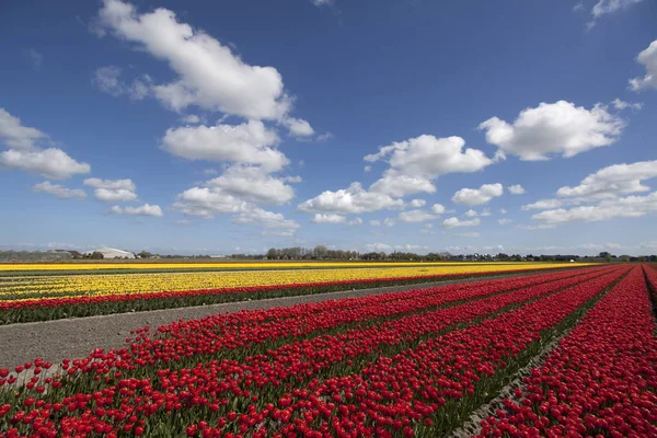 Červené a žluté tulipány v řadě — Stock fotografie