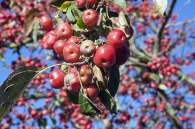 Ağaçtaki kırmızı meyveler