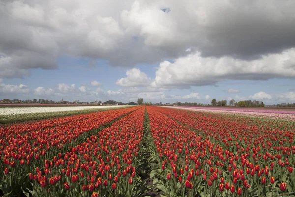 Tipico paesaggio floreale olandese in primavera — Foto Stock