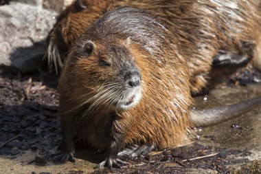 Doğal kahverengi kunduz