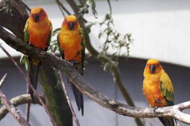 Bir dal üzerinde oturan üç güneş muhabbet kuşu (Aratinga solstitialis)