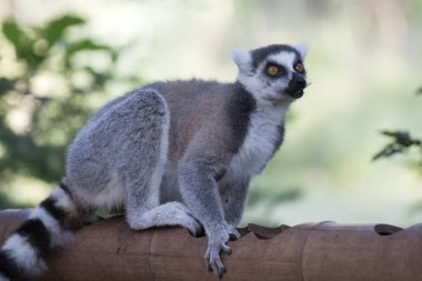 Ring-Tailed Maki