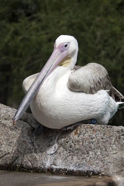 Pelican sea bird sitting in the sun — Stock Photo, Image