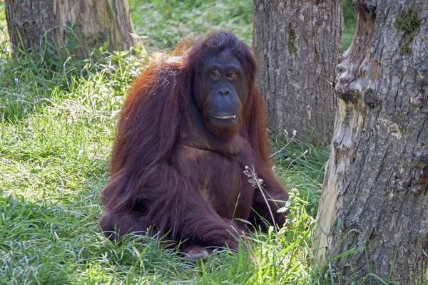 Sweel buscando Orang utan — Foto de Stock