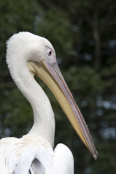Bir Pelikan portre resmi — Stok fotoğraf