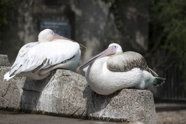 Two pink pelicans sit on a rock — Stock Photo, Image