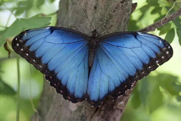 Morpho motyl Menelaosa — Zdjęcie stockowe