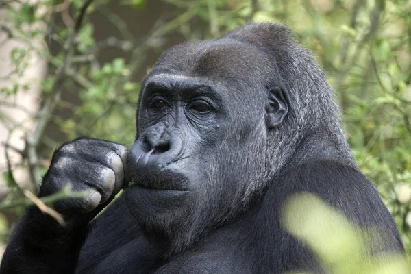 Portrait of a gorilla male monkey