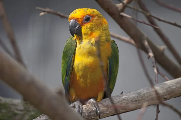 Färgglada Sun karakeet (Aratinga solstitialis) sitter på en gren — Stockfoto