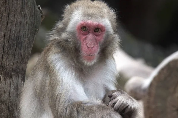 Mono bereber en el zoológico — Foto de Stock