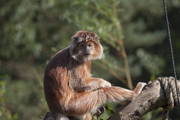 Mono langur javanés en el sol — Foto de Stock